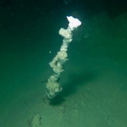 A photo of a white smoker on the lake floor. The stack is slim and irregularly shaped. It is white but it surrounded by the murky greenish water of the lake. 