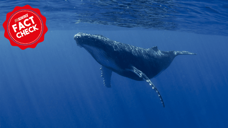 According to viral Internet posts, the whale has a new fren. Image credit: Igor Kruglikov/Shutterstock.com