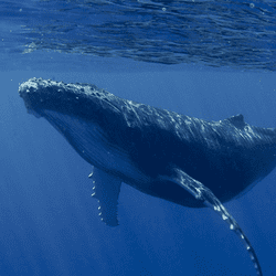 According to viral Internet posts, the whale has a new fren. Image credit: Igor Kruglikov/Shutterstock.com