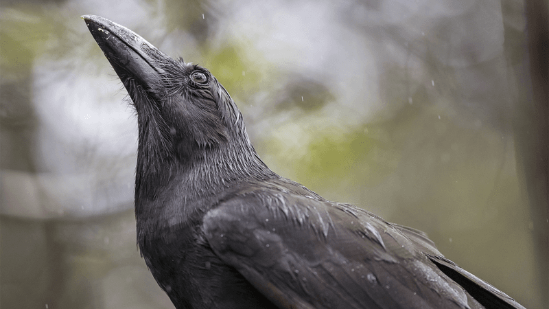 an alala, or Hawaiian crow, they have matte black feathers and a large black beak