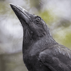 an alala, or Hawaiian crow, they have matte black feathers and a large black beak