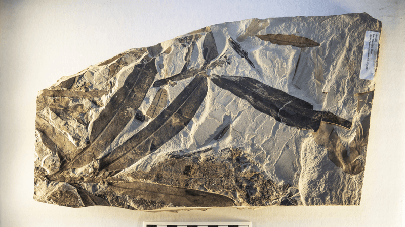 A strange, extinct plant once thought to be related to modern ginseng is now considered the lone representative of an unknown family.