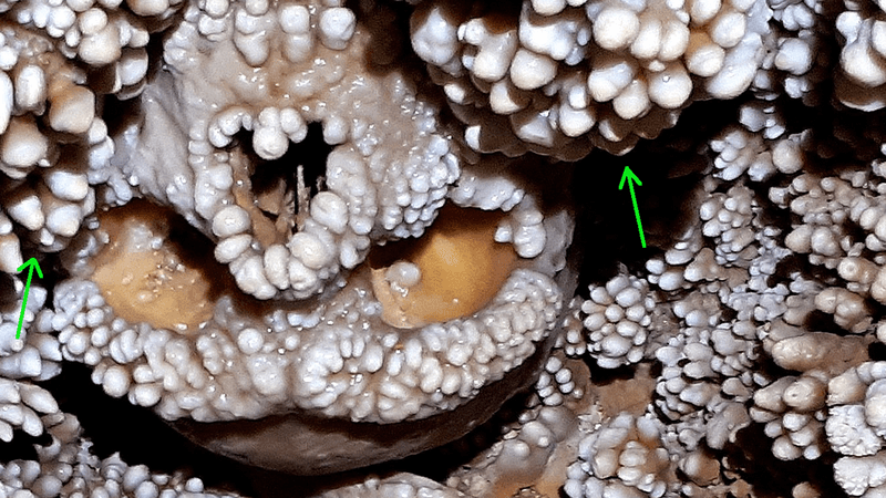 A skull embedded in a cave and covered in "cave popcorn".