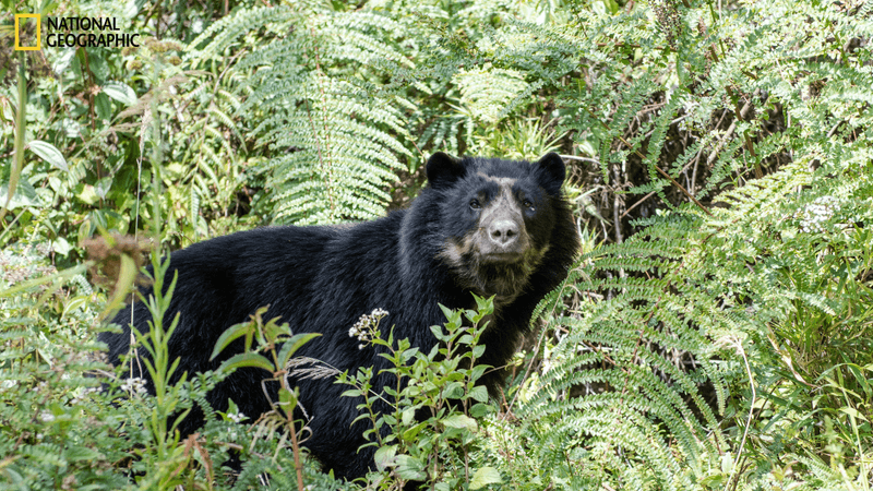 andean bear hanging out among some plants