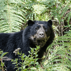 andean bear hanging out among some plants