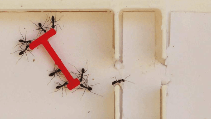 Ants negotiating their way through a maze.