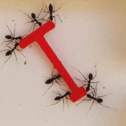 Ants negotiating their way through a maze.