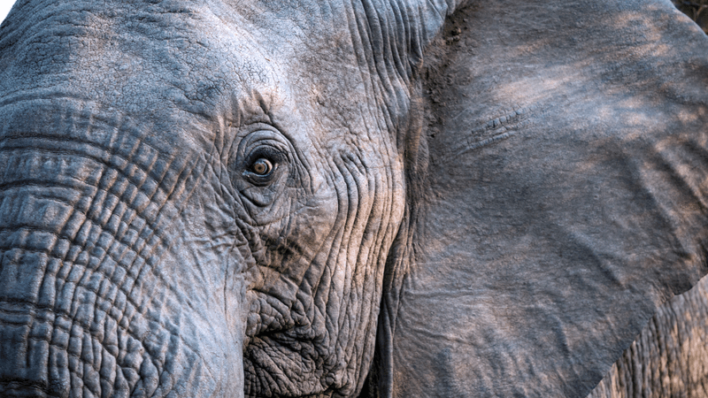 a close up of an elephant with ears and eyes wide, looking scared