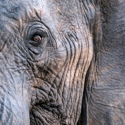 a close up of an elephant with ears and eyes wide, looking scared