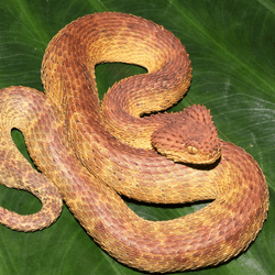 orange-red scaly snake on a green leaf