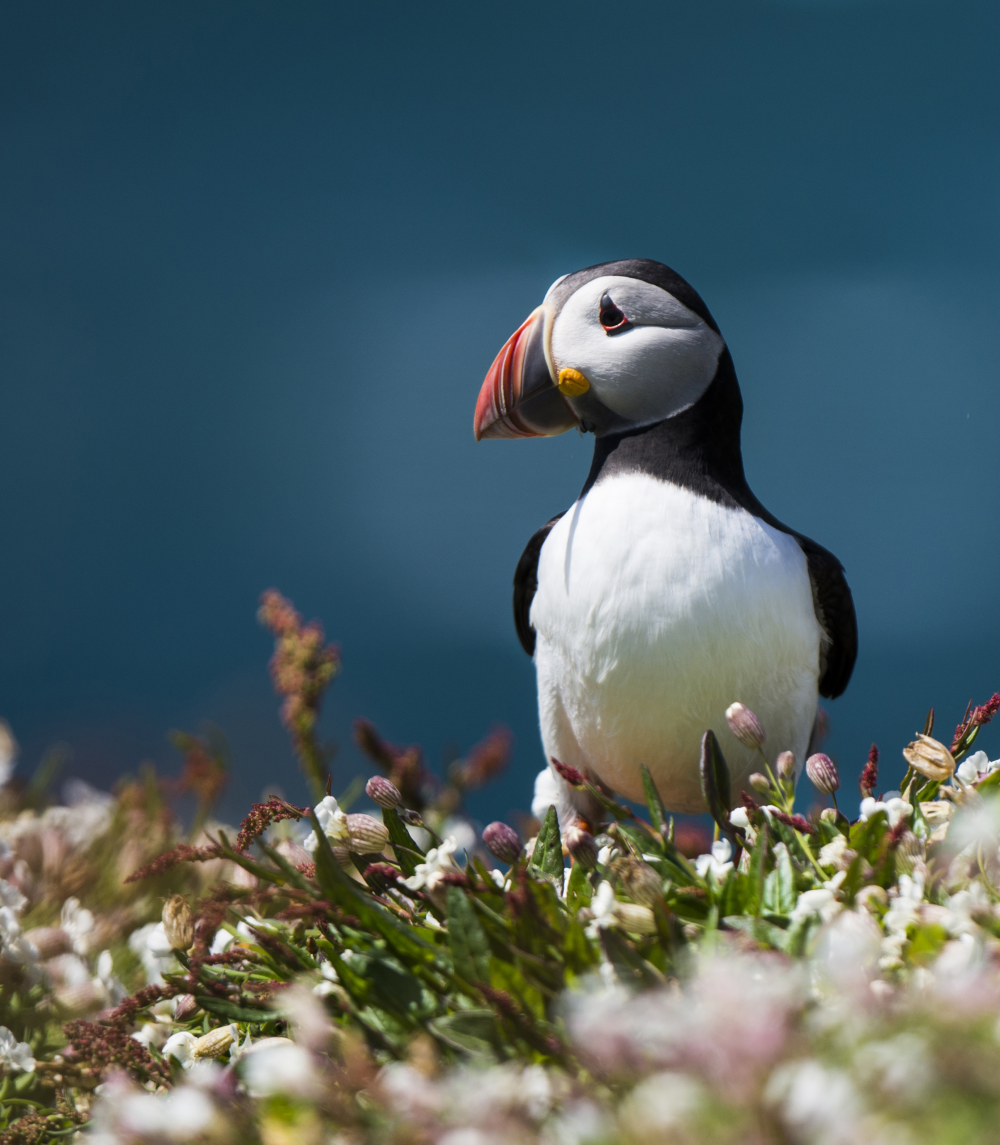 an atlantic puffin standing among some flowers an atlantic puffin standing among some flowers