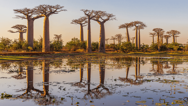 the baobab tree along an avenue in madagascar reflected in water