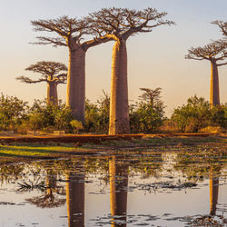 the baobab tree along an avenue in madagascar reflected in water