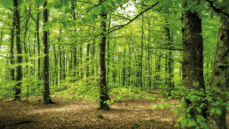 A wooded area with lots of green beech trees