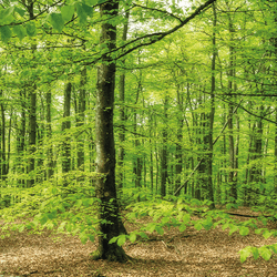A wooded area with lots of green beech trees