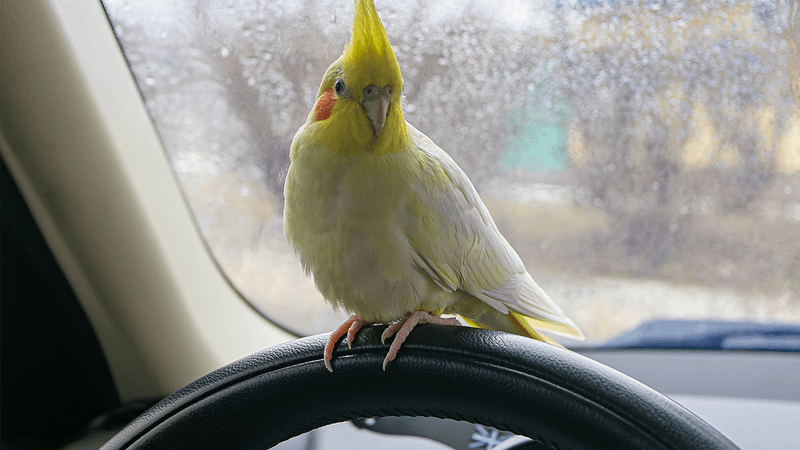 A bird in a car.