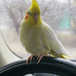 A bird in a car.