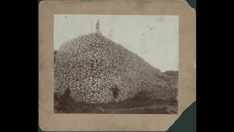 a man stands on a mountain of bison skulls