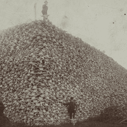 a man stands on a mountain of bison skulls