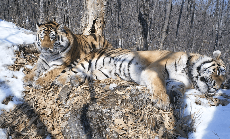 After three years, Boris had traveled more than 200 km straight - line to re - unite with Svetlaya (both pictured here after the reunion). Within a half year, Svetlaya gave birth to her first litter.  