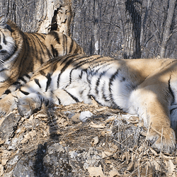 After three years, Boris had traveled more than 200 km straight - line to re - unite with Svetlaya (both pictured here after the reunion). Within a half year, Svetlaya gave birth to her first litter.  