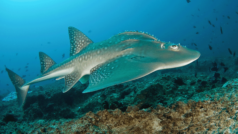 A Bowmouth guitarfish swims above a coral reef. The ray has large human looking eyeballs and ridges over its head.