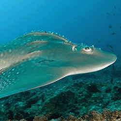 A Bowmouth guitarfish swims above a coral reef. The ray has large human looking eyeballs and ridges over its head.