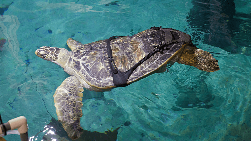Charlotte the turtle models his new harness that fits around his unique shell in his aquarium tank
