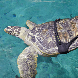 Charlotte the turtle models his new harness that fits around his unique shell in his aquarium tank