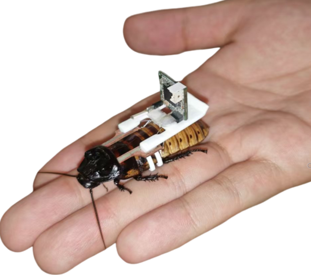 a cockroach with a backpack with a chip, it is now a cyborg a cockroach with a backpack with a chip, it is now a cyborg