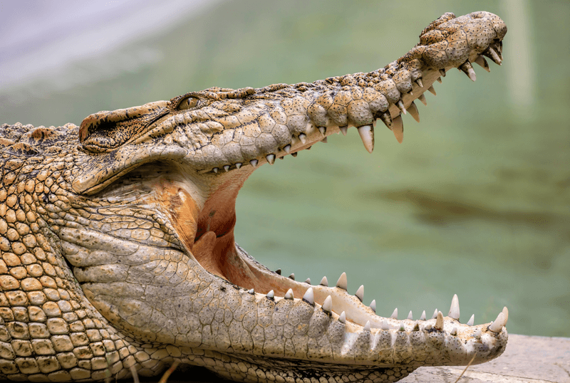 a saltwater crocodile with its wide open jaws.