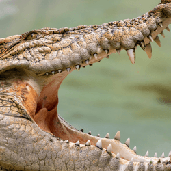 a saltwater crocodile with its wide open jaws.
