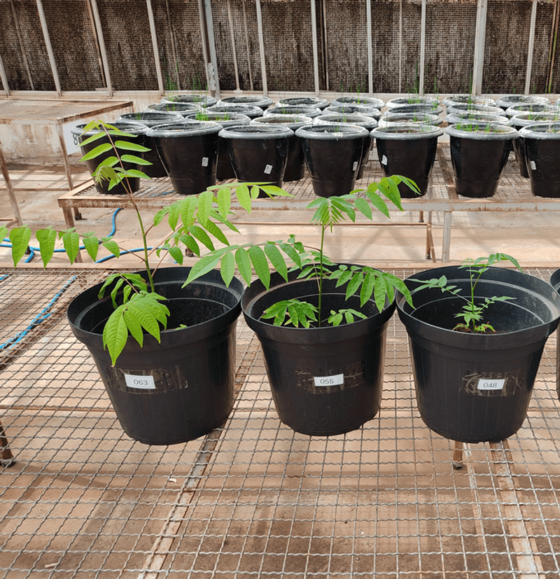 Cedrela fissilis grown after pasture in (l to r) 100% ADE, 20% ADE, Control soil