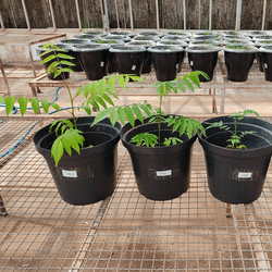 Cedrela fissilis grown after pasture in (l to r) 100% ADE, 20% ADE, Control soil