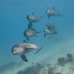 human swimming with dolphins