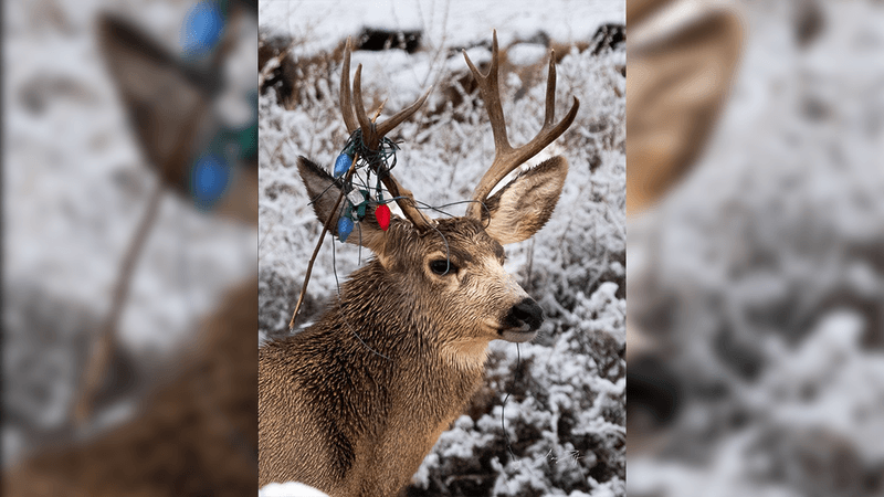mule deer buck with christmas lights stuck in its antlers