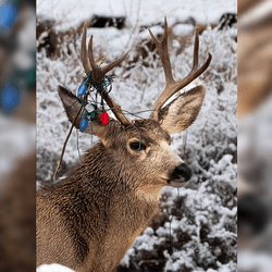 mule deer buck with christmas lights stuck in its antlers
