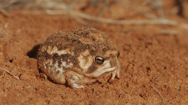 a desert rain frog in sand in the desert