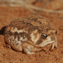 a desert rain frog in sand in the desert