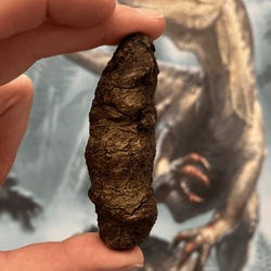 two pieces of fossilized dinosaur poop
