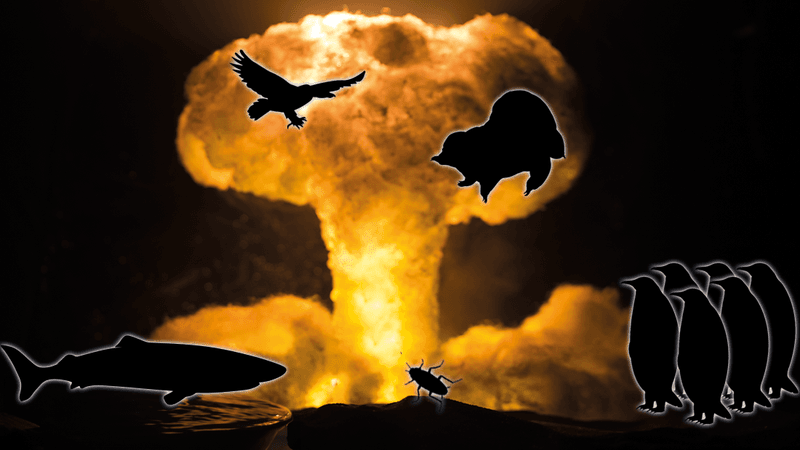 A large explosion is the background. Silhouttes of five species are outline agaisnt the fireball. A shark bottom left. An cockroach in the middle, a group of six penguins, a vulture flying and a tardigrade.