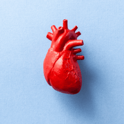 a red anatomically correct heart on a blue background