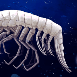 artistic rendition of the predatory amphipod Dulcibella camanchaca