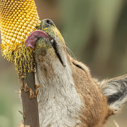 An Ethiopian wolf (Canis simensis) with its muzzle covered in pollen after feeding on the nectar of the red hot poker (Kniphofia foliosa). 
