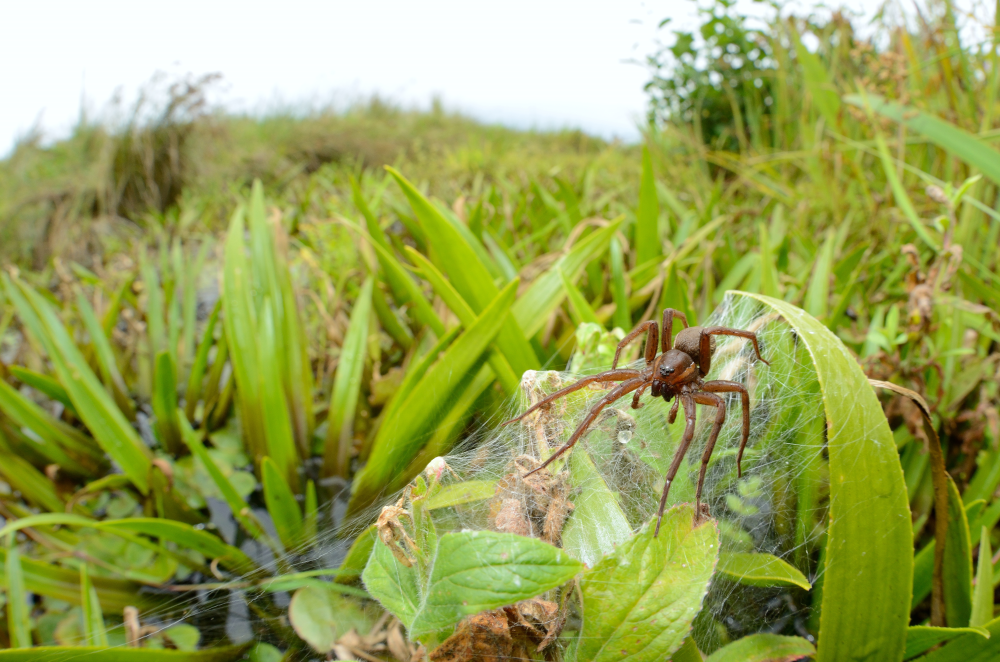 A fen raft spider female guarding an egg sac. A fen raft spider female guarding an egg sac.
