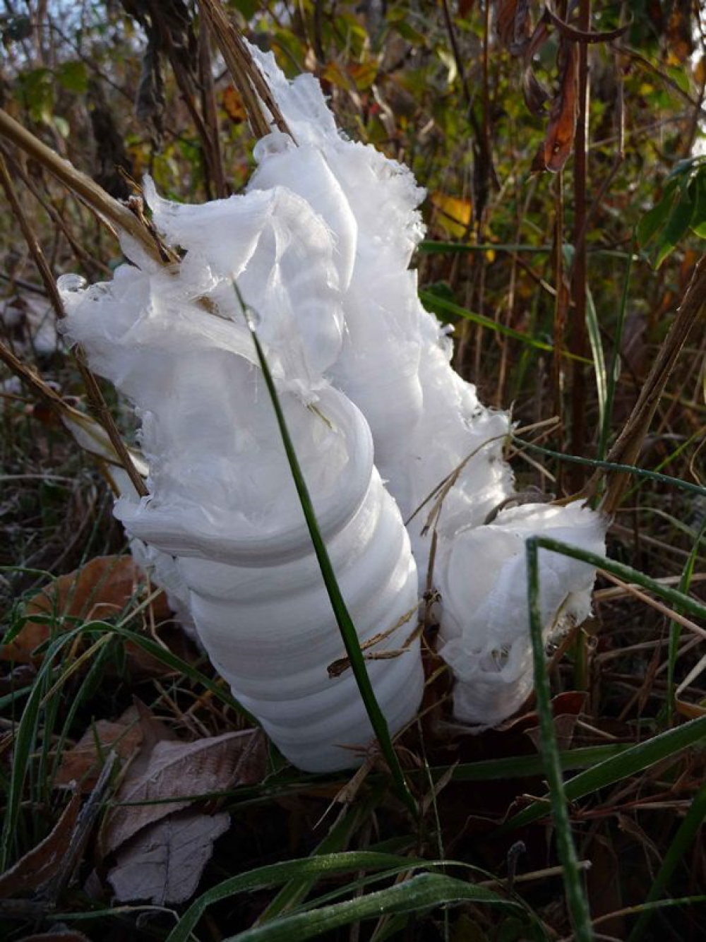 a frost flower growing out from a wingstem plant, its made of thin but wide ribbons of ice a frost flower growing out from a wingstem plant, its made of thin but wide ribbons of ice