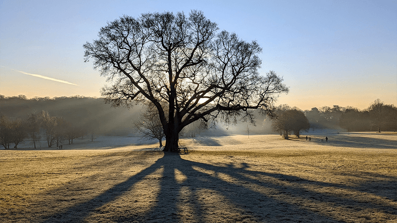A large tree on a frosty morning.