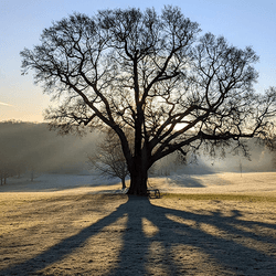 A large tree on a frosty morning.