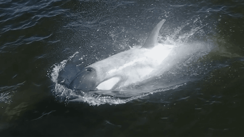 Pale white orca breaks the surface of the water. His coloration is patchy, like he's been faded out. 
