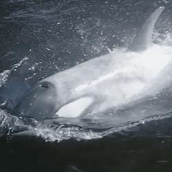 Pale white orca breaks the surface of the water. His coloration is patchy, like he's been faded out. 